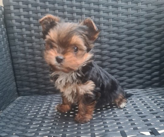 Extra mini yorki