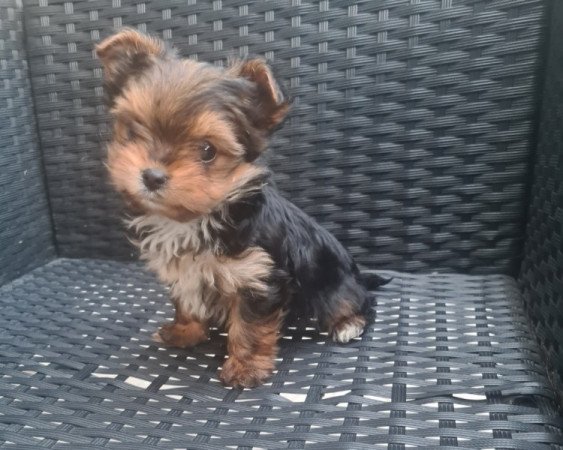 Extra mini yorki