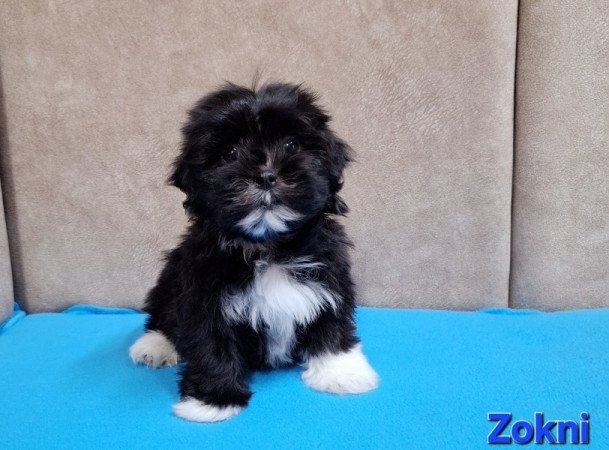 Bichon havanese