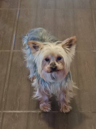 Yorki terrier