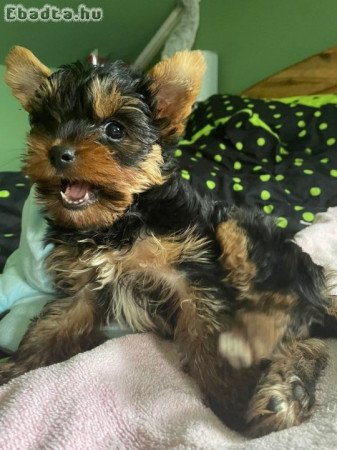 Kan Yorkshire Terrier kiskutya eladó