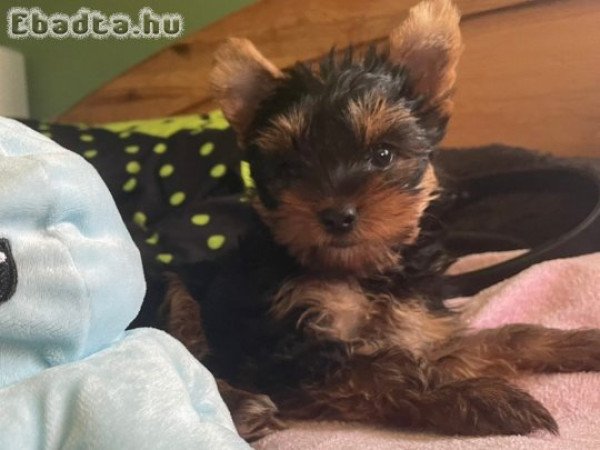 Kan Yorkshire Terrier kiskutya eladó