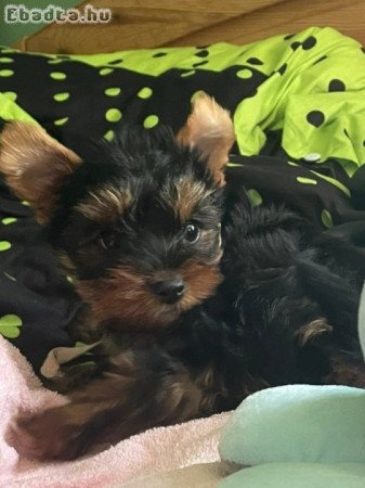 Kan Yorkshire Terrier kiskutya eladó