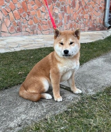 Shiba inu