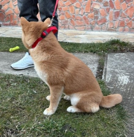 Shiba inu