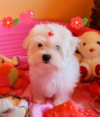 Bichon Havanese