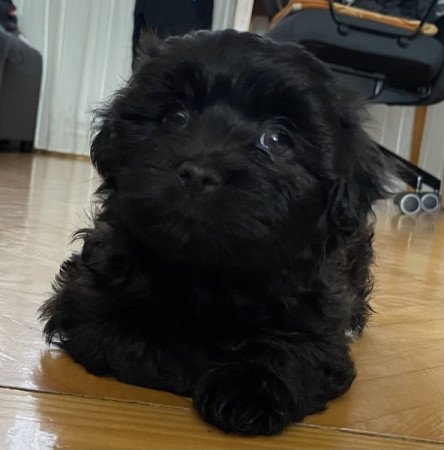 Bichon Havanese