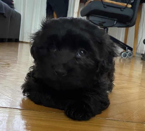 Bichon Havanese