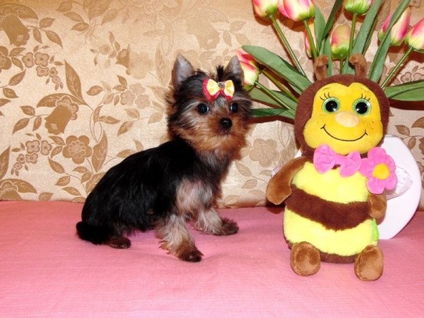Yorkshire Terrier, Yorki