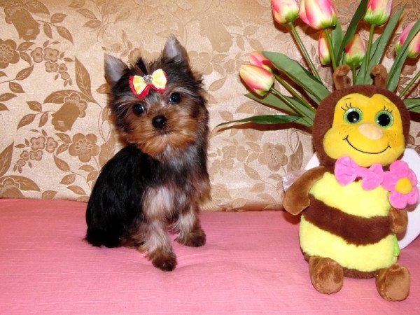 Yorkshire Terrier, Yorki