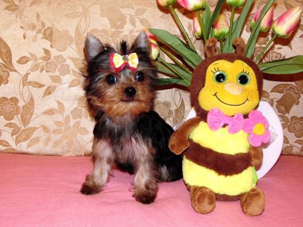 Yorkshire Terrier, Yorki