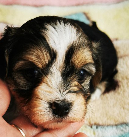 Bichon Havanese kiskutya