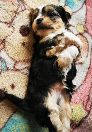 Bichon Havanese kiskutya