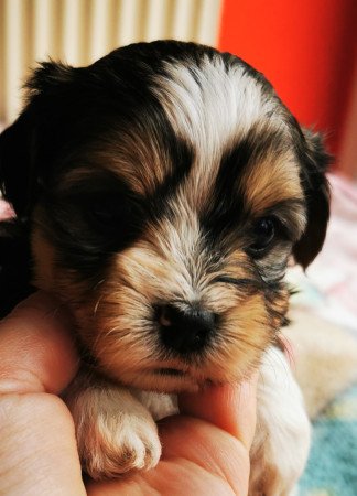 Bichon Havanese kiskutya