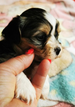 Bichon Havanese kiskutya