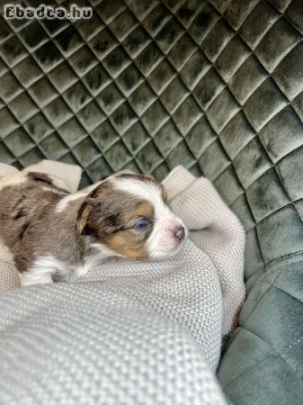 Blueberry-blue diamond yorkshire terrier