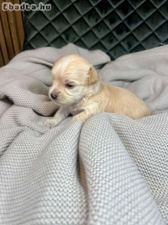 Golddust Yorkshire terrier