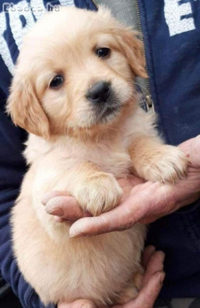 Golden retriever