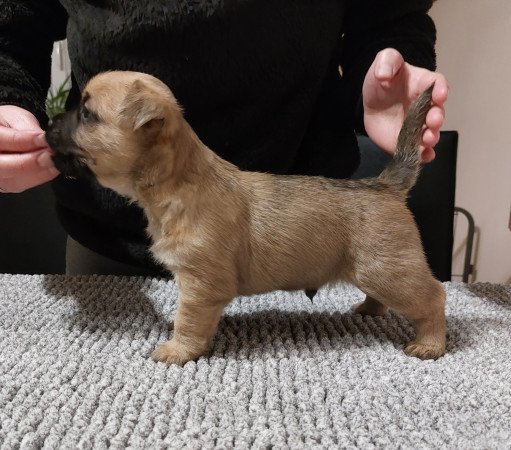 Cairn terrier kan szerető családot keres