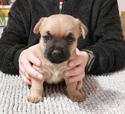 Cairn terrier kan szerető családot keres