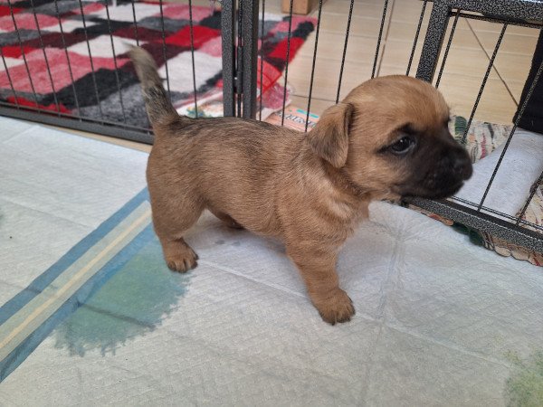 Cairn terrier kan szerető családot keres