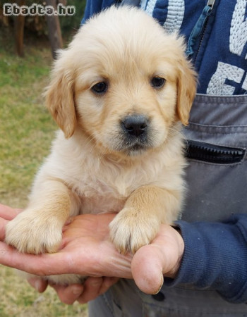 Golden retriever