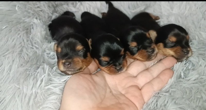 Yorkshire terrier yorki