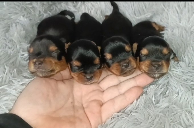 Yorkshire terrier yorki