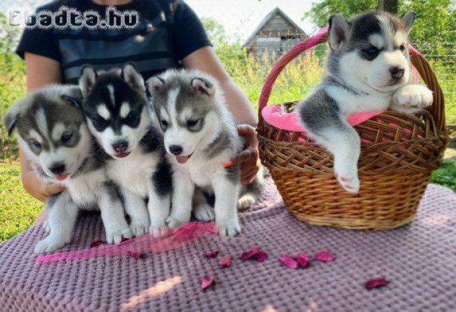 Husky jellegű kiskutyák