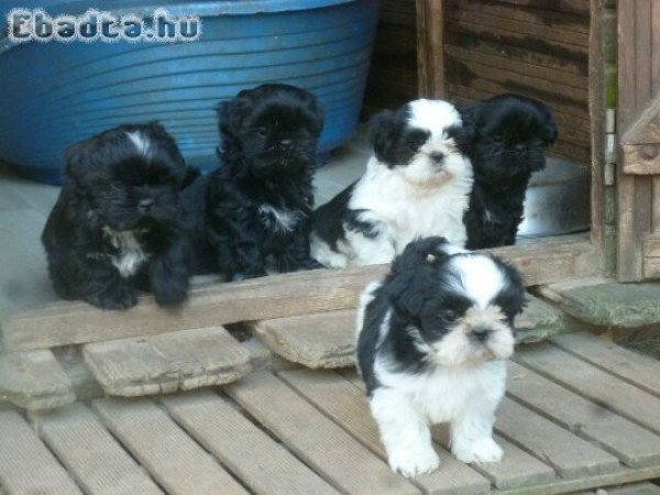 Shih tzu kiskutyák 06302379639