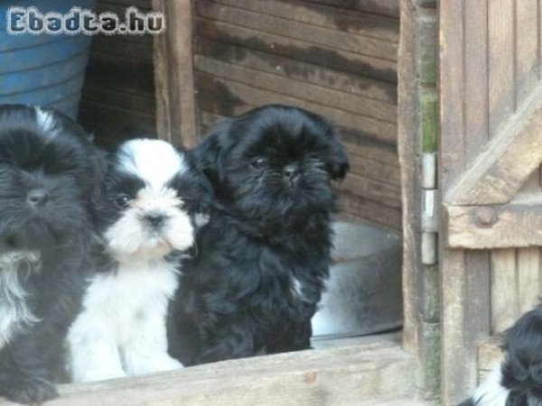 Shih tzu kiskutyák 06302379639