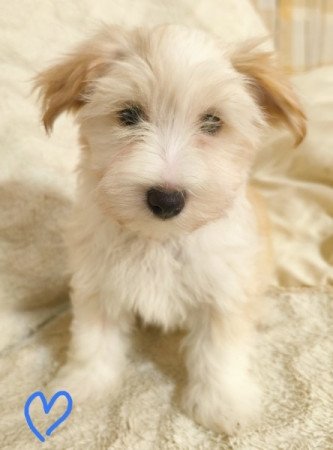Bichon havanese