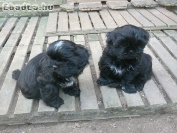 Shih tzu kiskutyák 06302379639