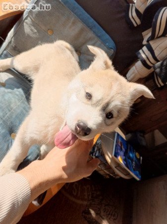 Lotti, Szürke -fehér husky kislány