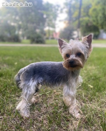 Törzskönyves Yorkshire terrier kan fedez