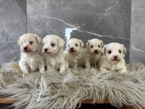 Máltai selyemszőrű