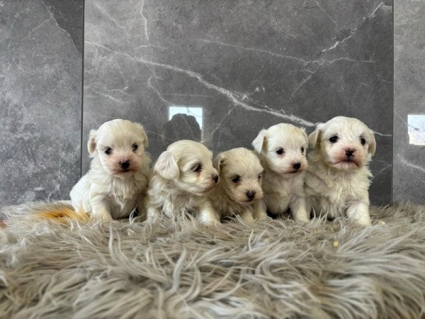 Máltai selyemszőrű