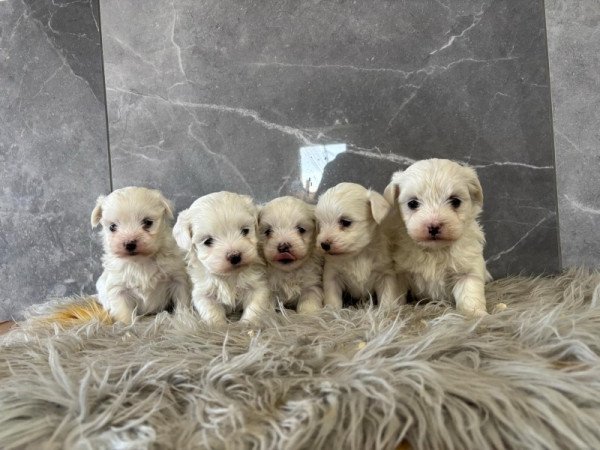 Máltai selyemszőrű