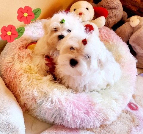 Bichon Havanese