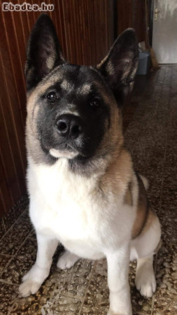 Amerikai Akita