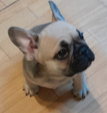 Francia bulldog