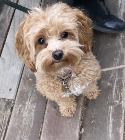 Maltipoo maltai selyem es toy uszkar