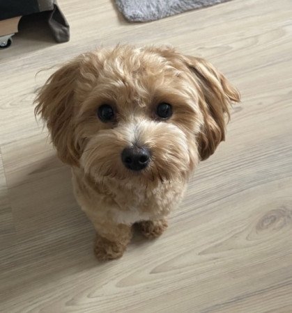 Maltipoo maltai selyem es toy uszkar