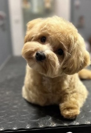 Maltipoo maltai selyem es toy uszkar