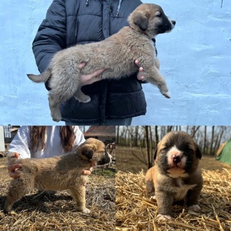 Közép Ázsiai Juhász