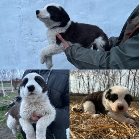 Közép Ázsiai Juhász