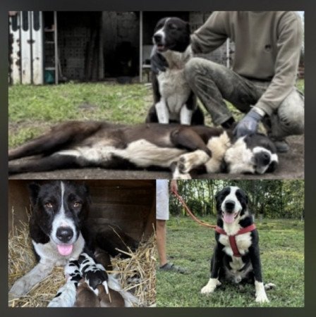 Közép Ázsiai Juhász