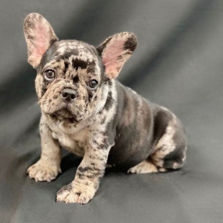 Francia bulldog