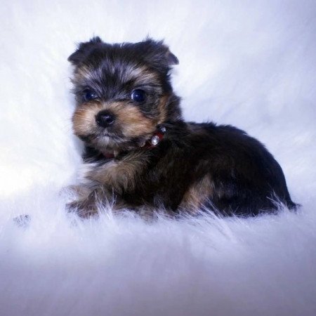 Yorkshire terrier