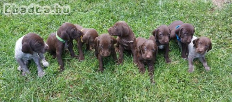 Rövidszőrű német vizsla kölykök eladóak